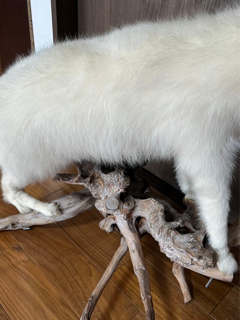 激レア 北極キツネ 白狐 剥製 はくせい 置物 - メルカリ