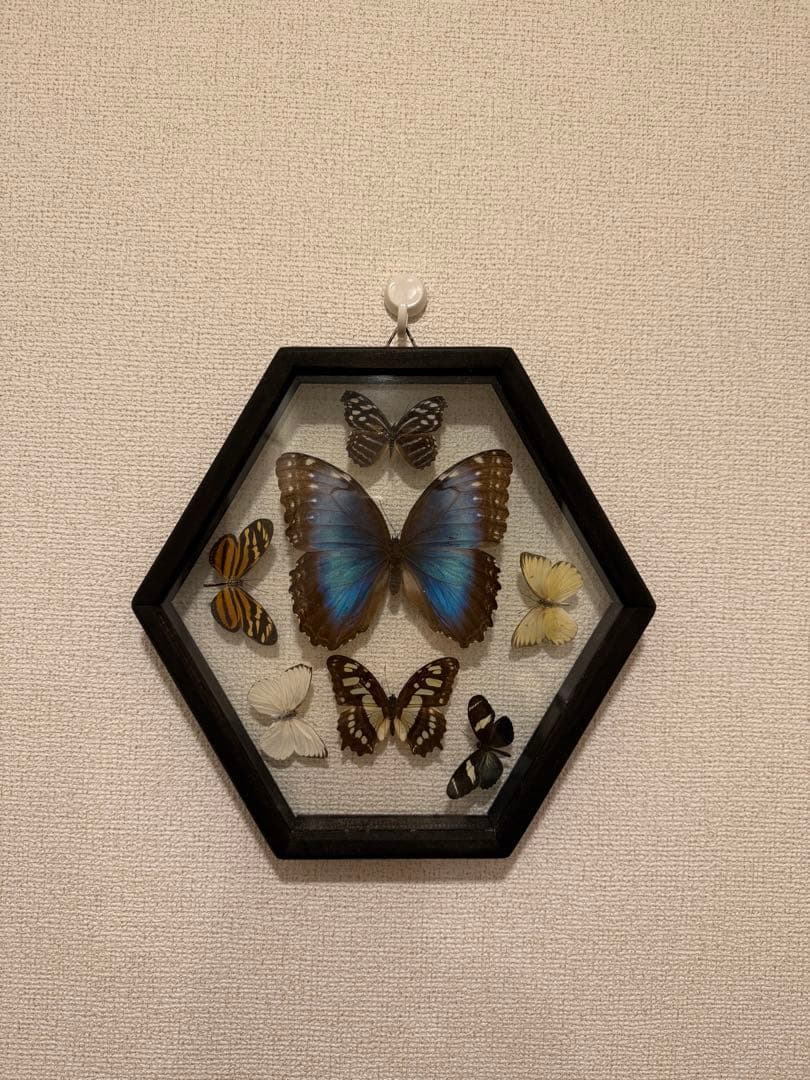 エクアドル産アルゼンチナキンイロコガネ27mm