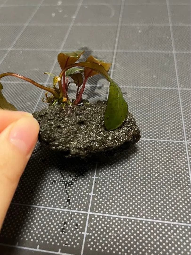 水草 Bucephalandra sp.\"Serimbu 2\"