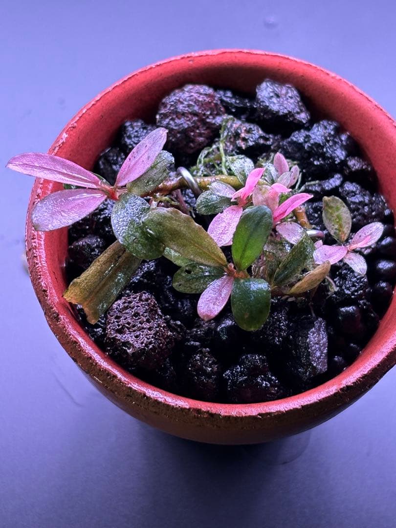 ブセファランドラ sp. Varigata pink 水中葉