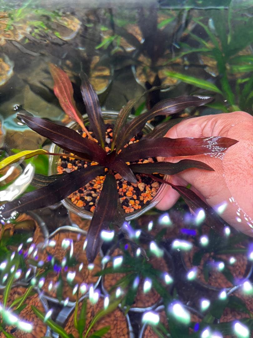 エキノドルス ホレマニー スーパーレッド B98691724