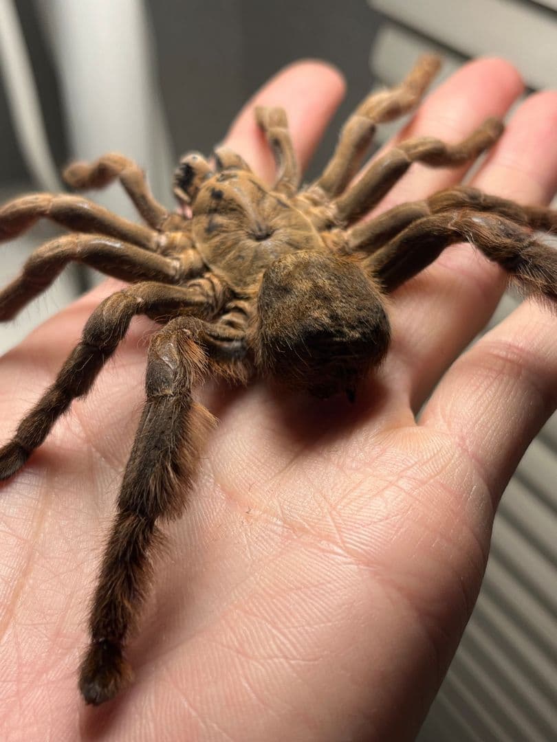 標本】ベトナムスタウトレッグアースタイガータランチュラ LS14cm程