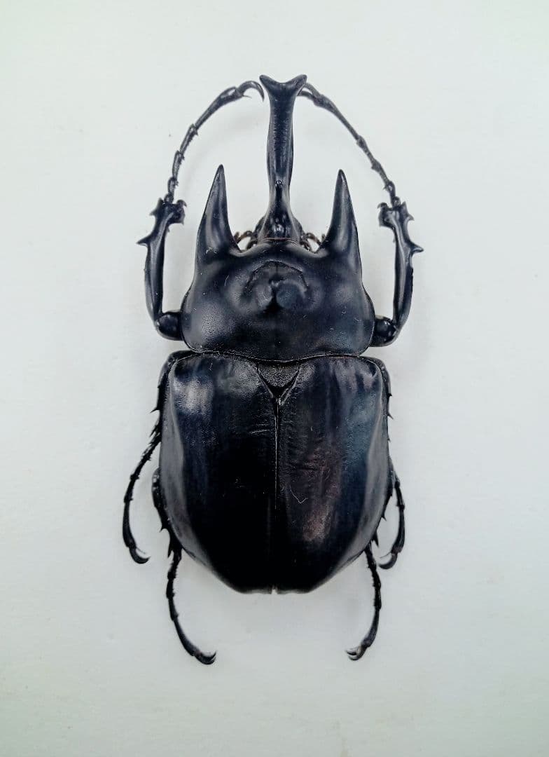エレファスゾウカブト♂野外標本 世界的に 標本 野外123mm エレファス