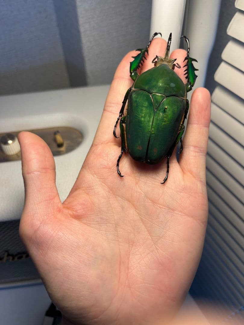 41mm】イボハダオサムシ 標本イカブリ ハンミョウ アイヌキンオサムシ