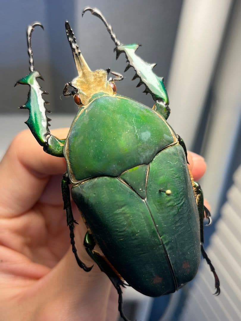 属内最大種】クビワオオツノハナムグリ カナブン ゴライアスオオツノ