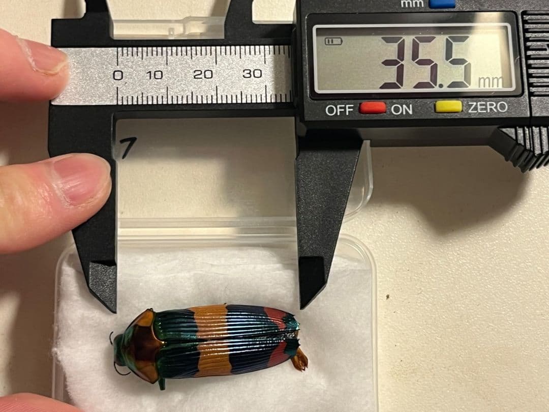 35mm♂】スハンダエオウサマムカシタマムシCalodema suhandae