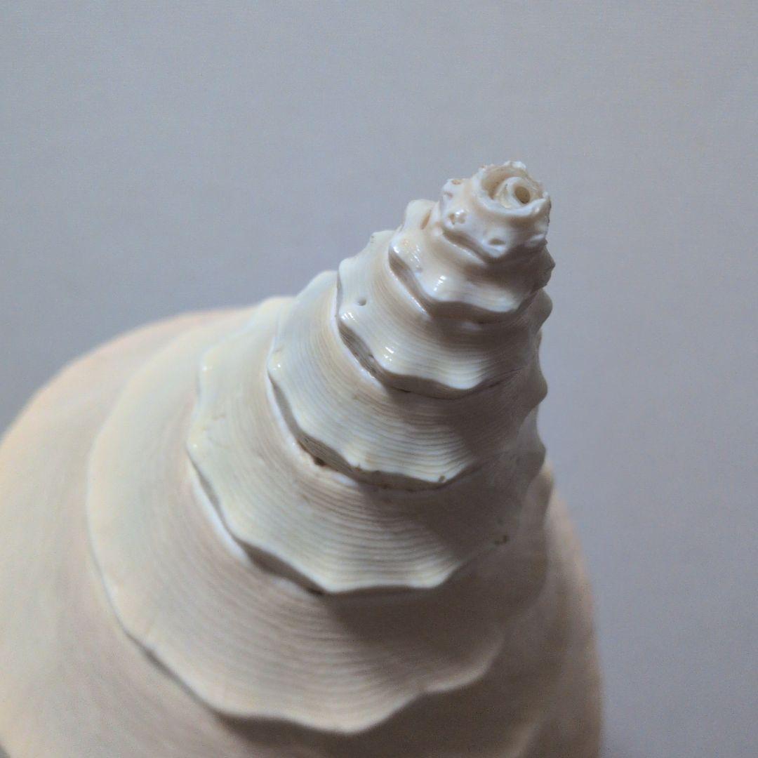 希少・40cm超え！】アラフラオオニシ貝 法螺貝