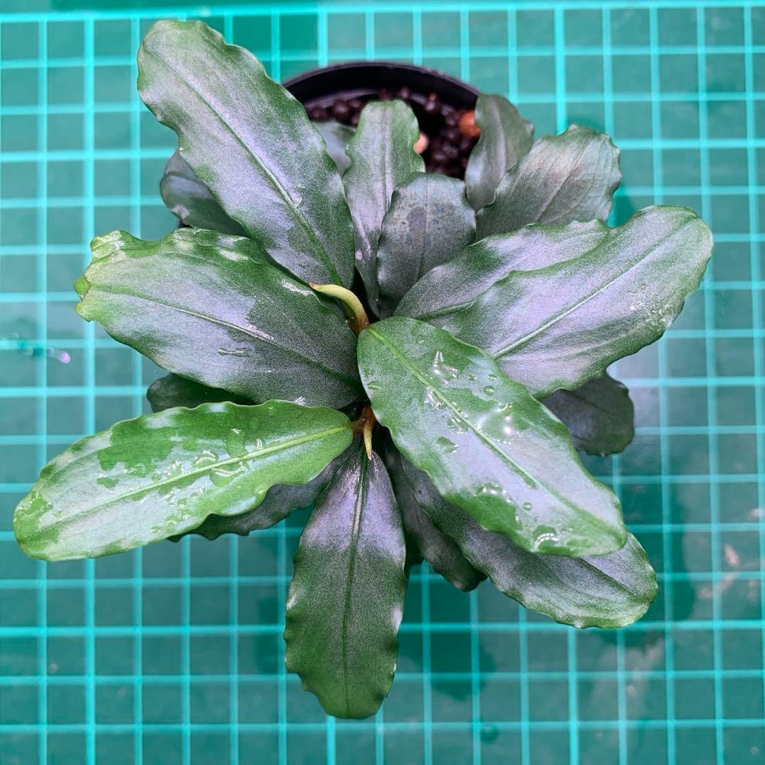 Bucephalandra sp. Aurora KN便 - メルカリ