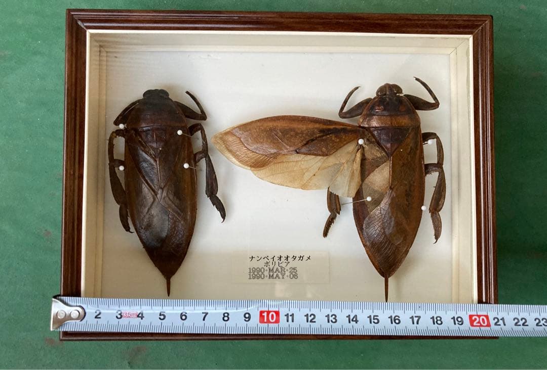 ボリビア産 ナンベイオオタガメ 100mm 昆虫標本】世界最大水生昆虫