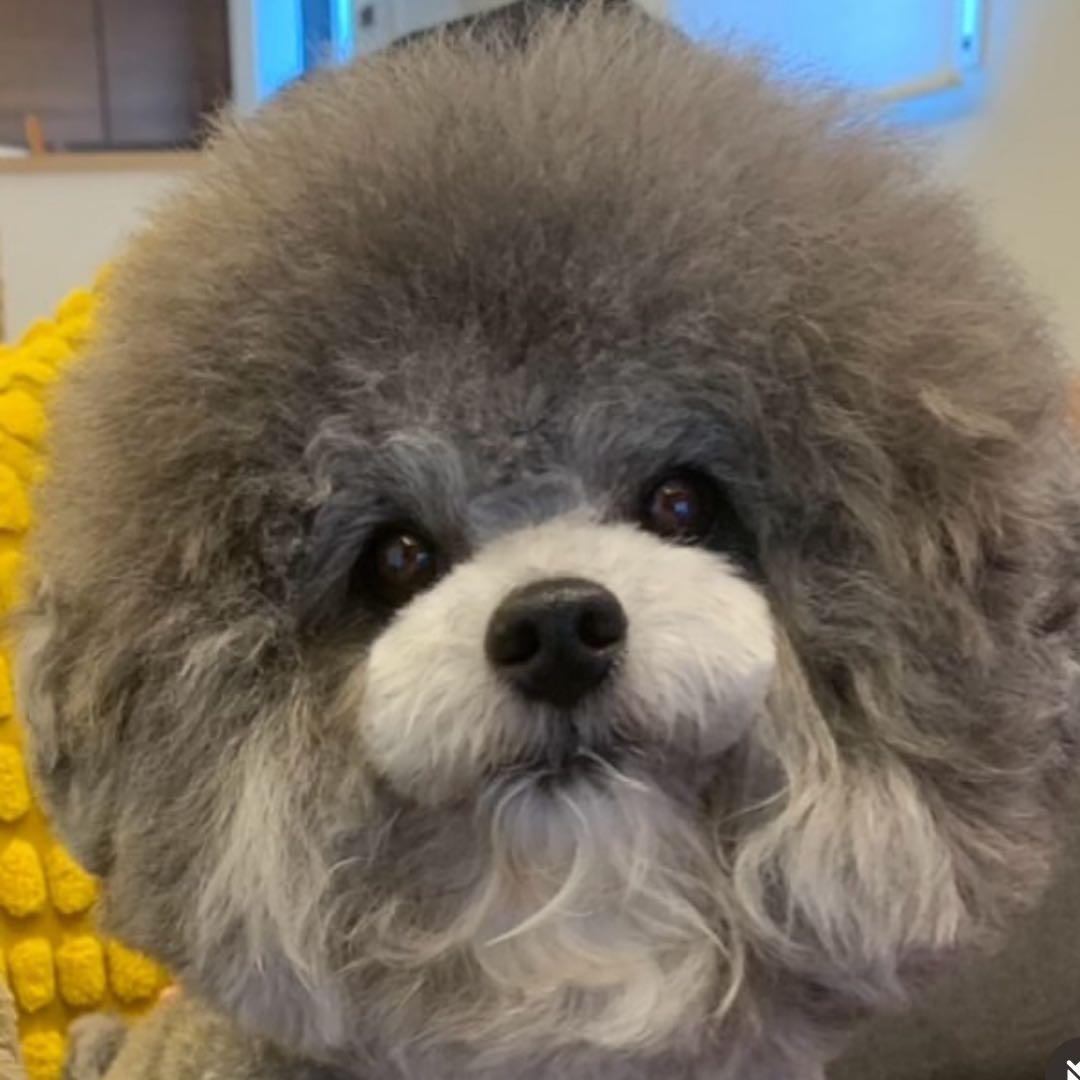 ☆kiyo様専用☆羊毛フェルト【トイプードル】犬 オーダー マック