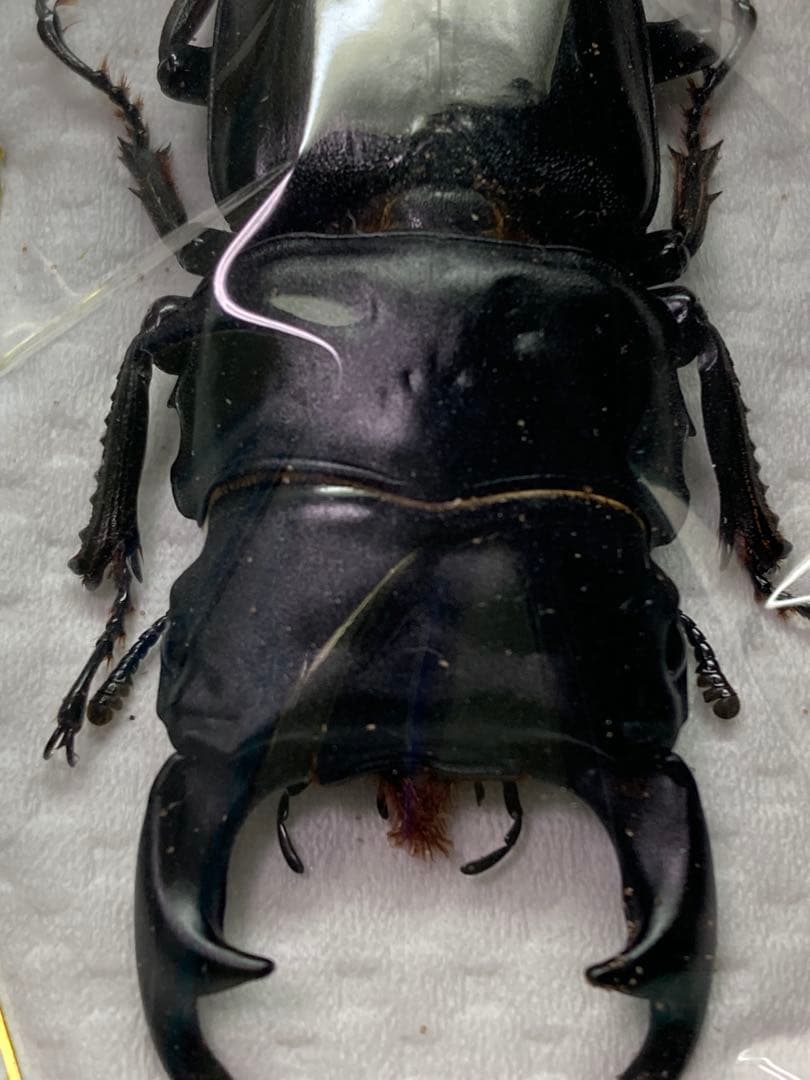 滋賀県産野外品オオクワガタ標本