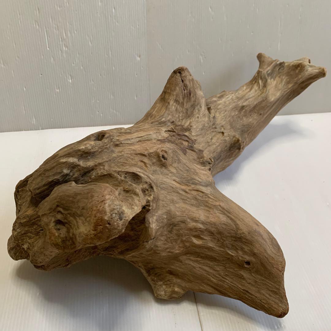 アク抜き済み流木　No.050 .039.031.239.393