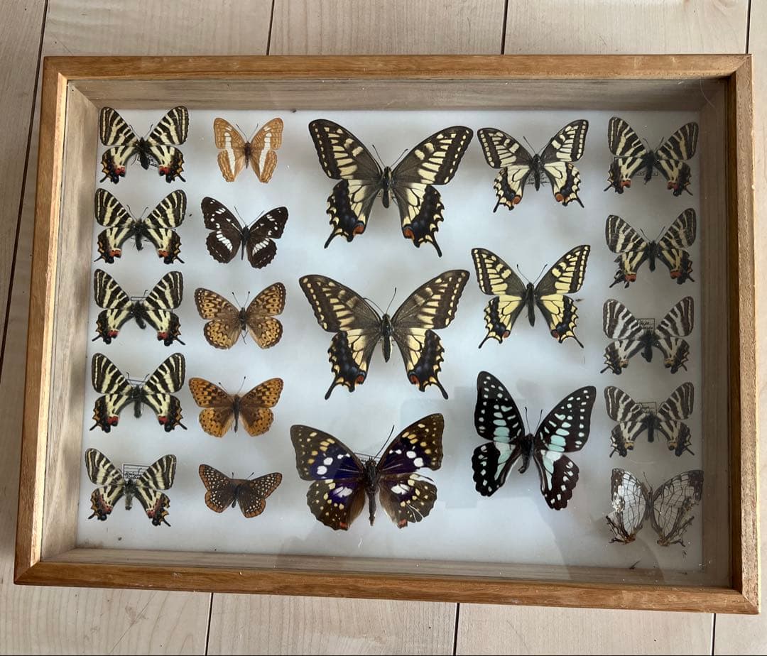 パルナシウス・ジャックエモンティー（オス、インド産）