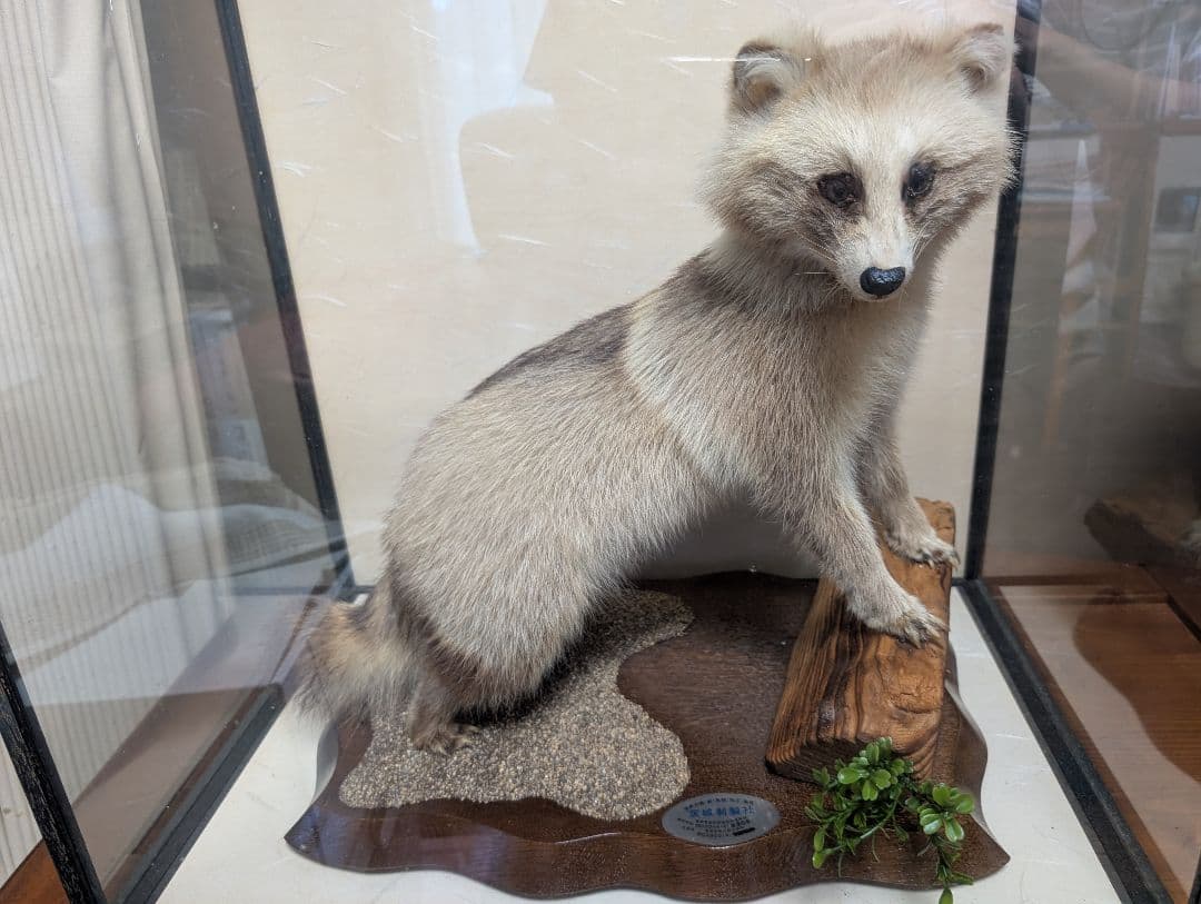 タヌキ 剥製 木製台座付き タヌキ 剥製 木製台座付き タヌキの剥製 木製台座付き たぬきハクセイ