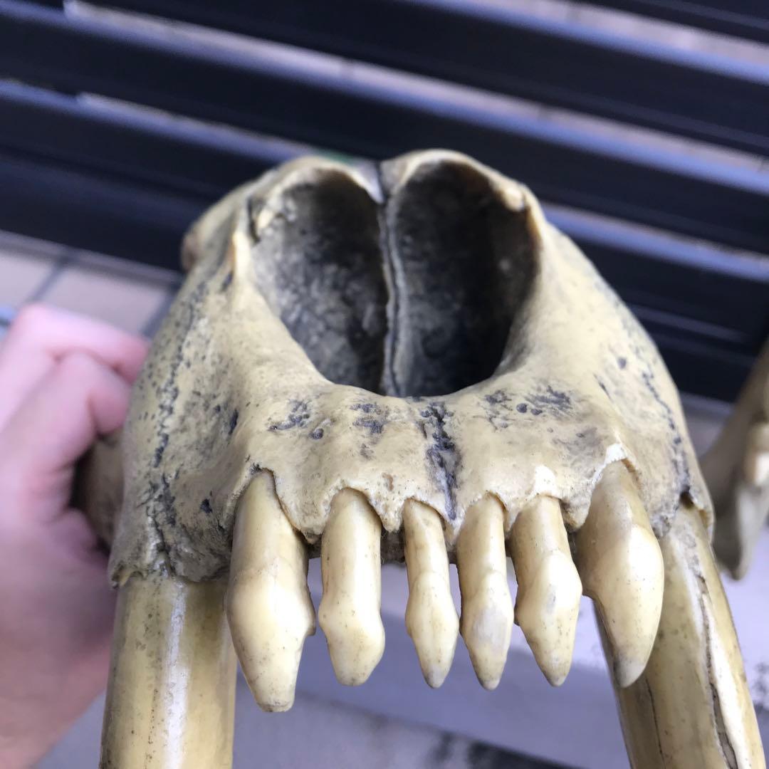 サーベルタイガー スミロドン 頭骨 レプリカ 博物館級