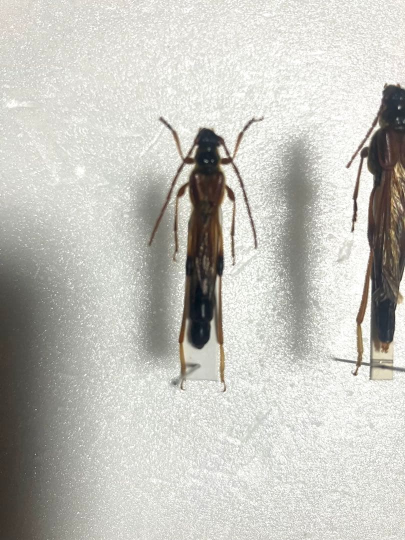 m*g様 アイヌホソコバネカミキリ　不完全品