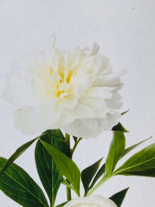 注文 鞆岡隆史 軸 「芍薬」 （1/5） 写真 軸飾 茶掛 茶道 茶室飾り