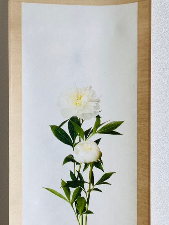 鞆岡隆史　軸　「芍薬」　（1/5）　写真　軸飾　茶掛　茶道　茶室飾り　寄り付飾り 鞆岡隆史 軸 「芍薬」 (1/5) 写真 軸飾 茶掛 茶道 茶室飾り 寄り付飾り