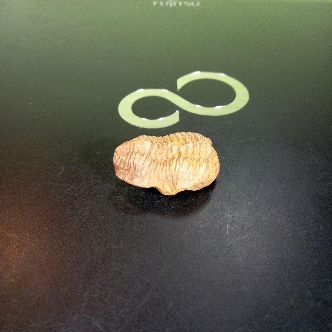 三葉虫 化石 fossil 海 ボリビア産 trilobite 海生動物網⑤