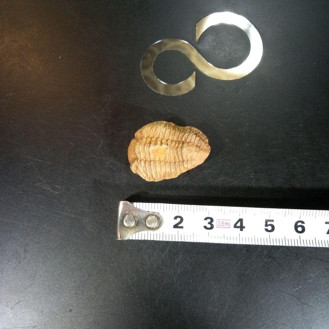 三葉虫 化石 fossil 海 ボリビア産 trilobite 海生動物網⑤