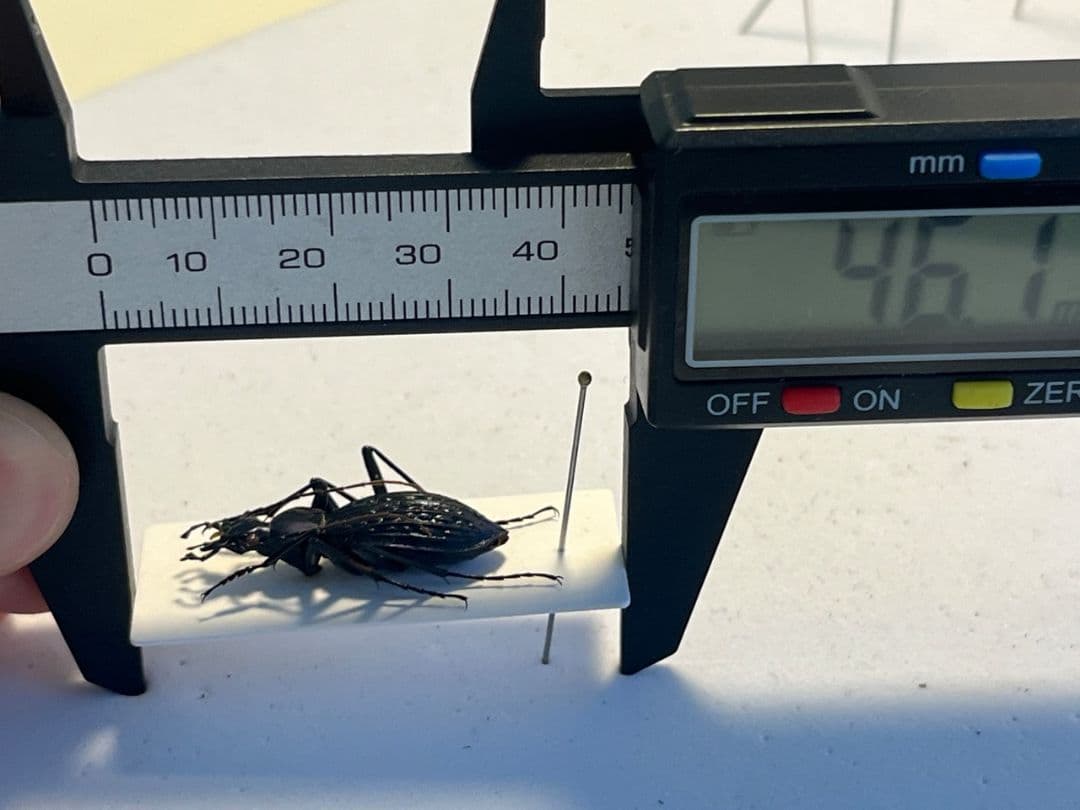 中国保護種】トルゴエトゲオサムシ 標本 チレンシスオサムシ