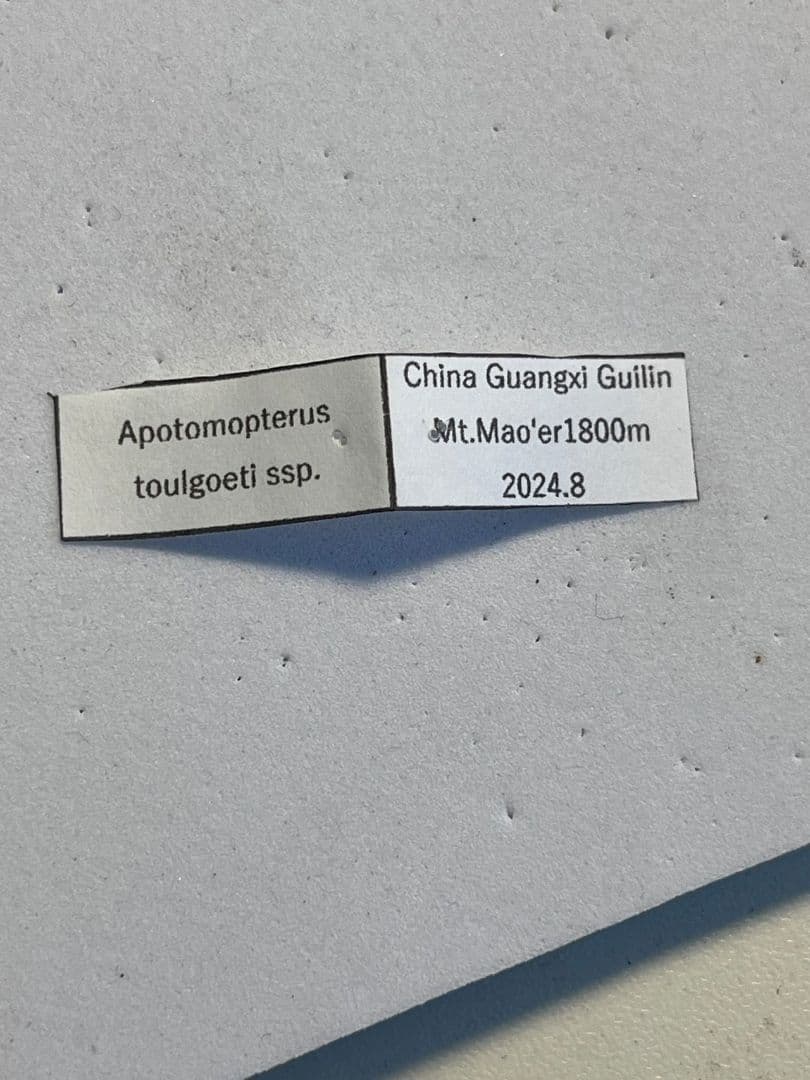 中国保護種】トルゴエトゲオサムシ 標本 チレンシスオサムシ