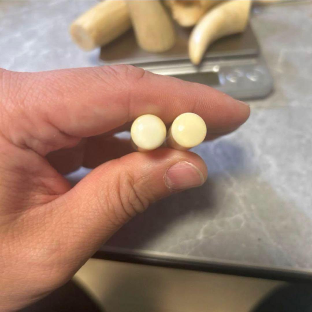 シャ　鯨歯　印材