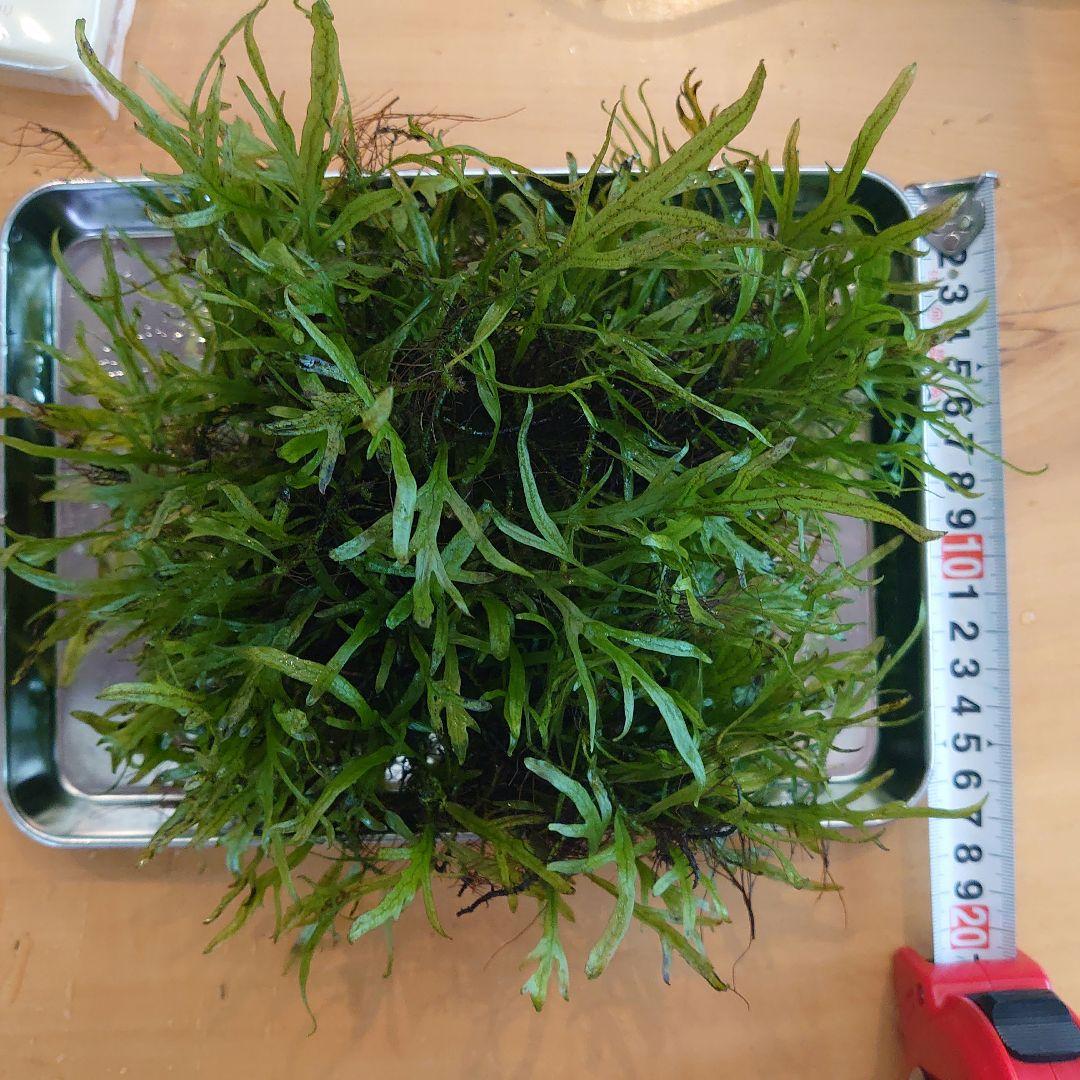 【希少】ミクロソリウムsp サラワクカピットウエスト 特大マザー株