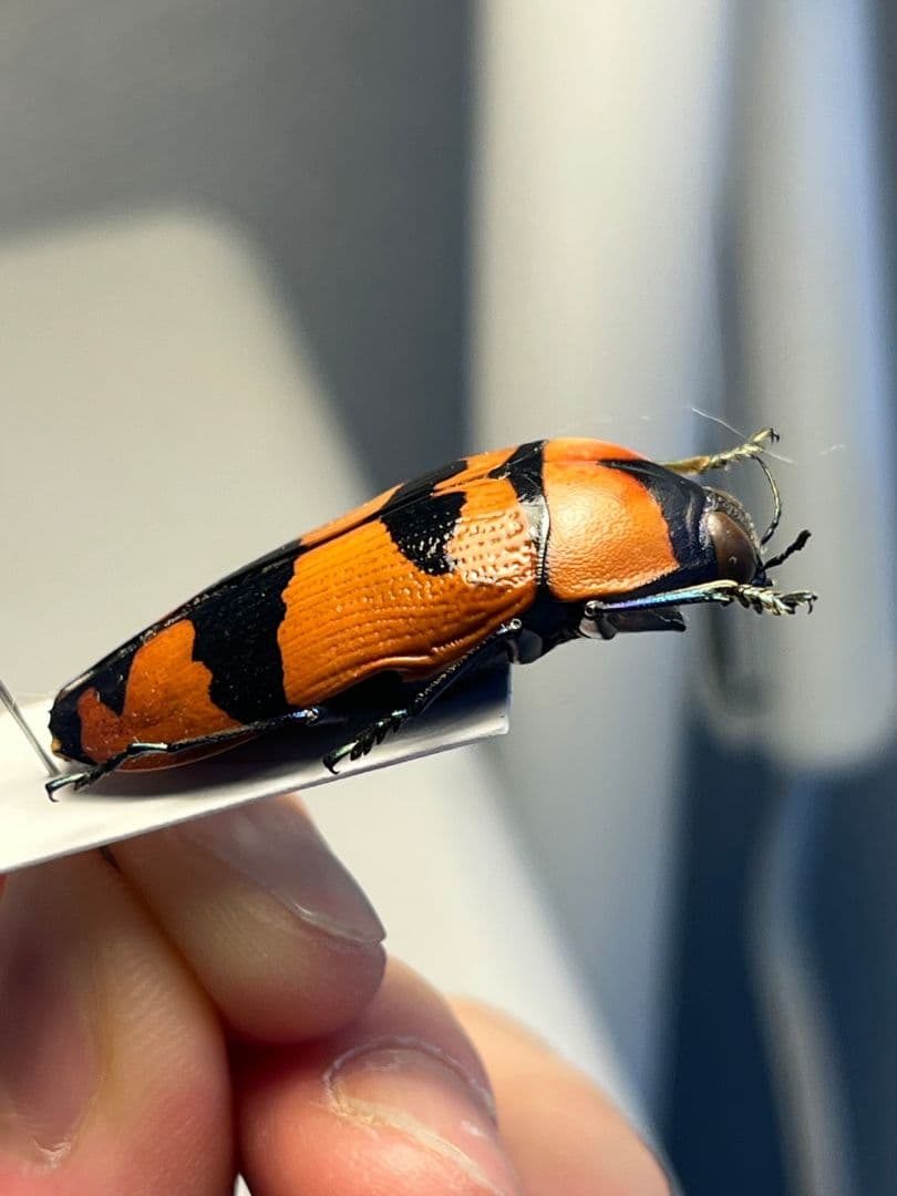 35mm】クロモンベニオウサマムカシタマムシ Calodema標本 スハンダエ