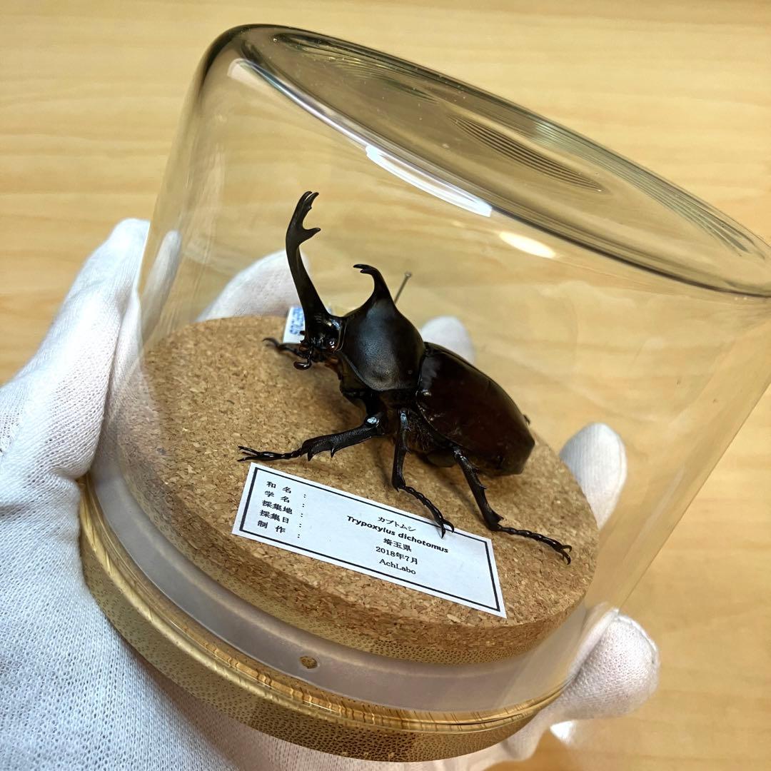 昆虫標本】カブトムシ ガラスケース入り - メルカリ