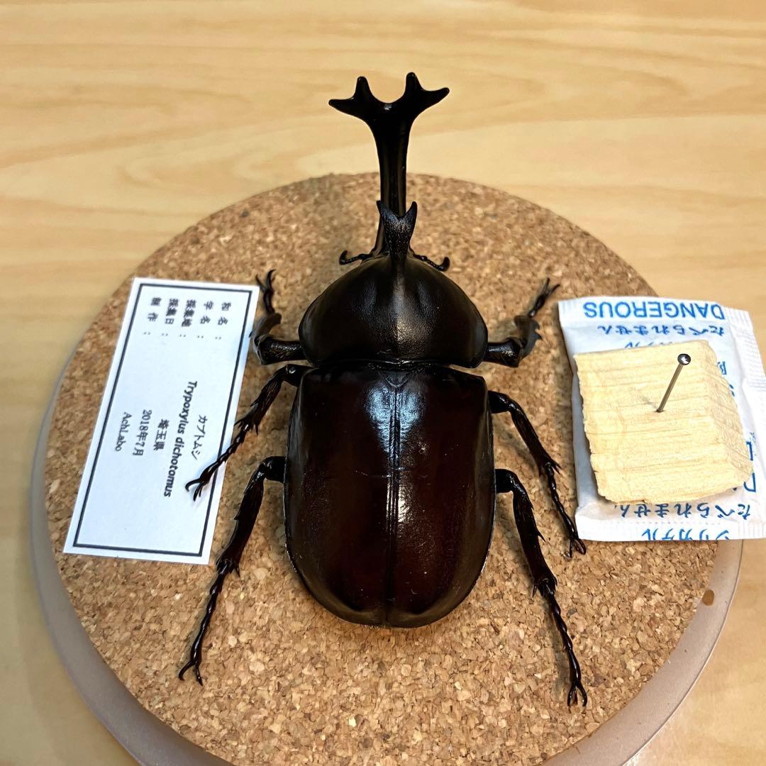 昆虫標本】カブトムシ ガラスケース入り - メルカリ