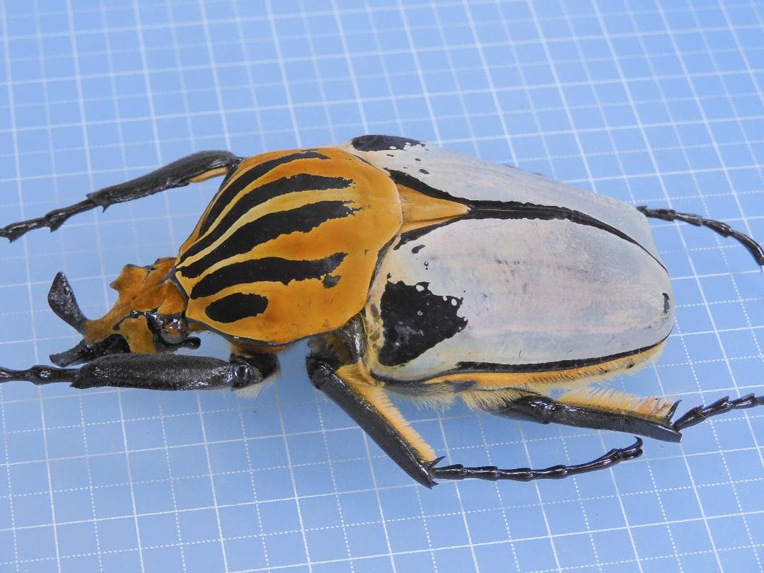 Goliathus cacicus 83mm