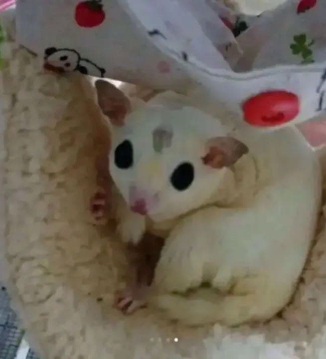 モモンガハウス（ハリネズミ柄）かのこボアb 冬・春・秋仕様 ポーチ