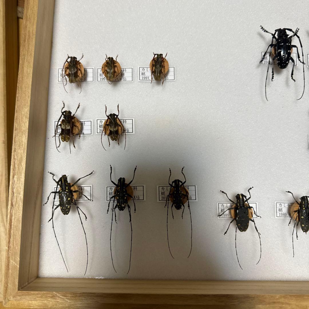 カミキリムシ標本 - メルカリ