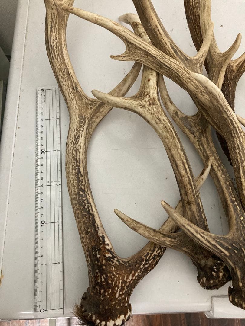 メルカリのルールによる表示　エゾシカ　鹿角　ホーン　蝦夷鹿角　三叉四尖