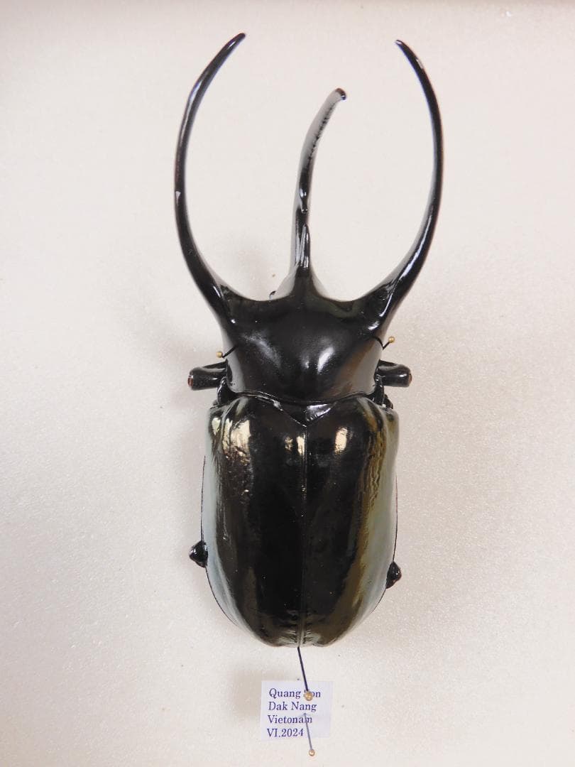 P.simo（1メス、中国青海省）