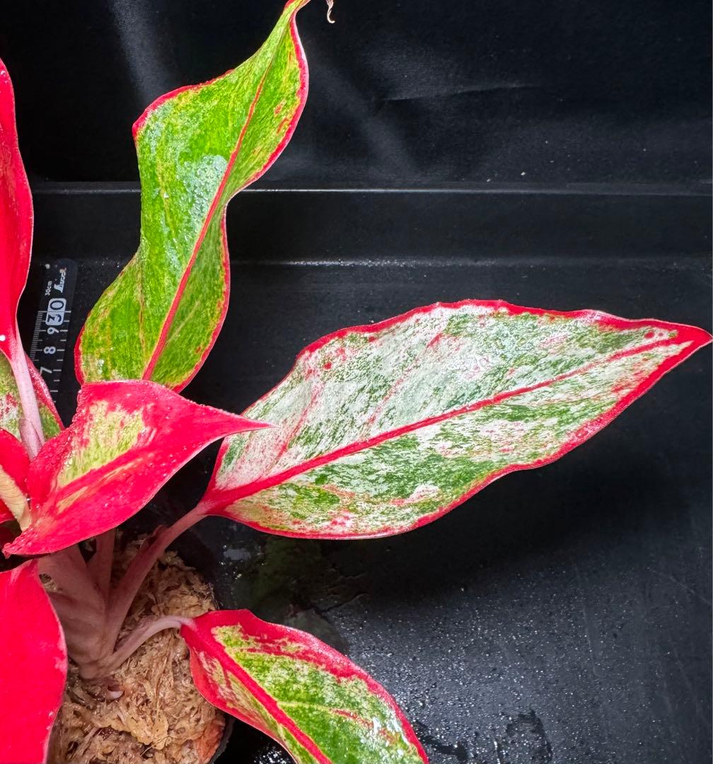 崇寧重寶 崇寧当十銭 青銅鋳造 直径約34ミリ重さ11グラムA156 美術品