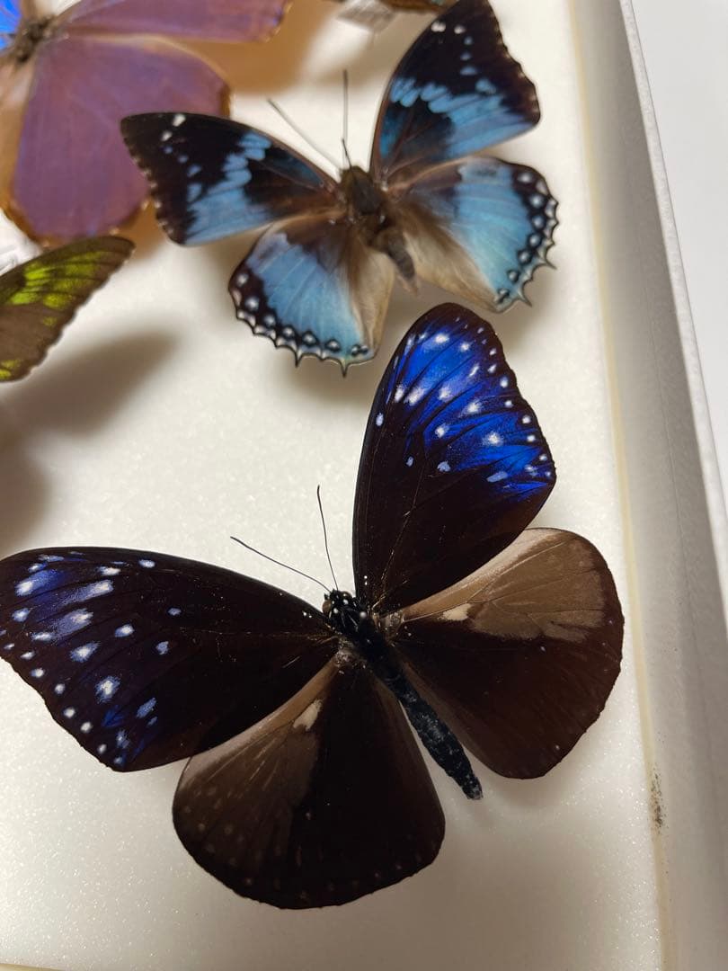 希少！外国産 国産 蝶標本12セット ディディウスモルフォ/ナンベイ
