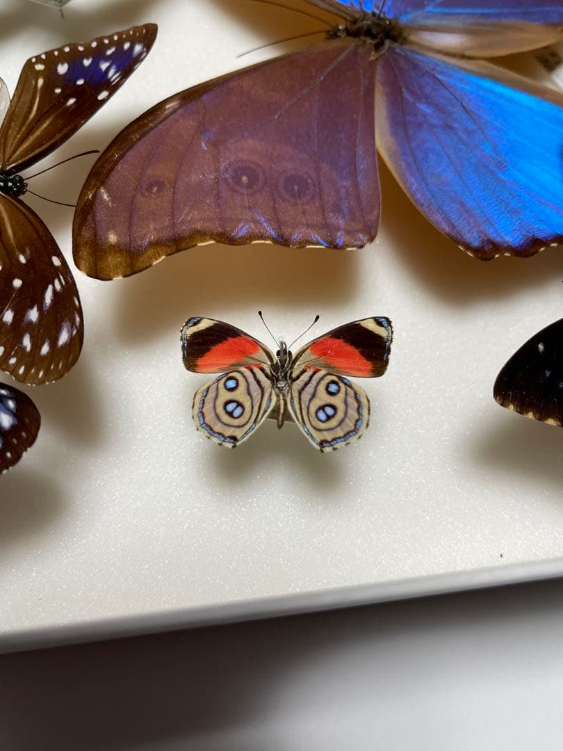 希少！外国産 国産 蝶標本12セット ディディウスモルフォ/ナンベイ