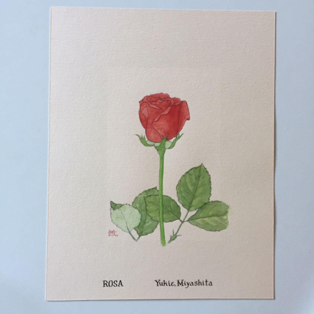 水彩画 ROSA 宮下幸江 薔薇一輪
