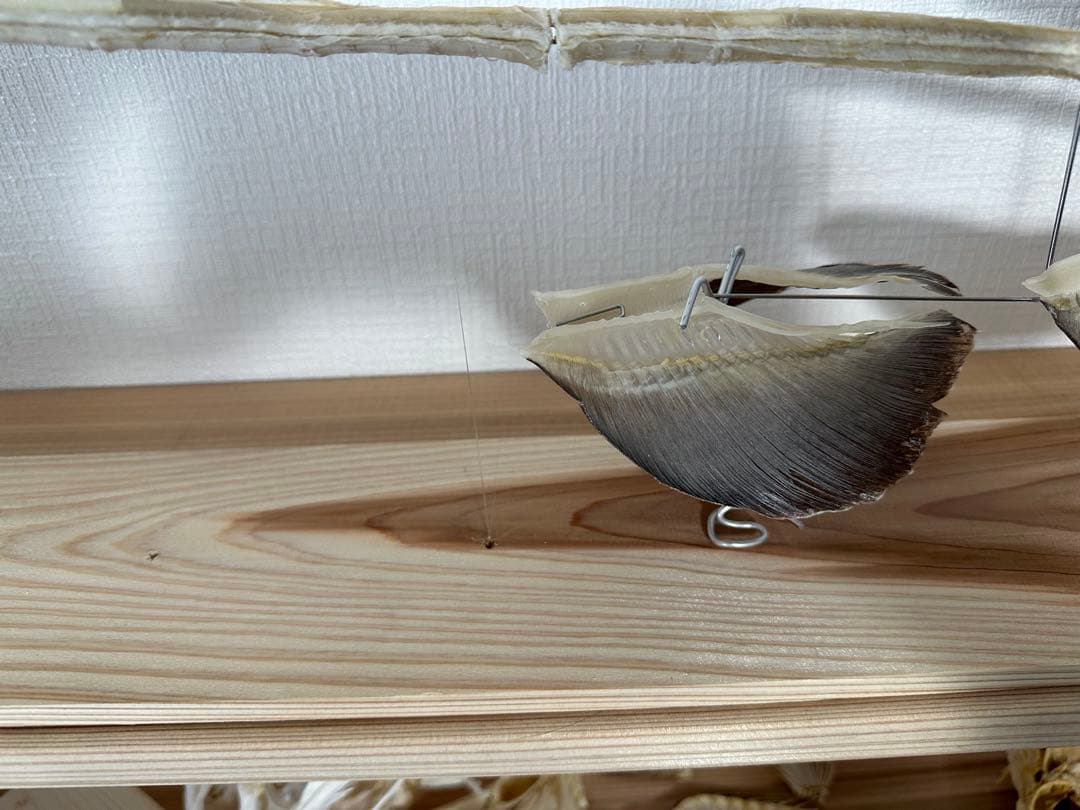 ラブカ 全身骨格