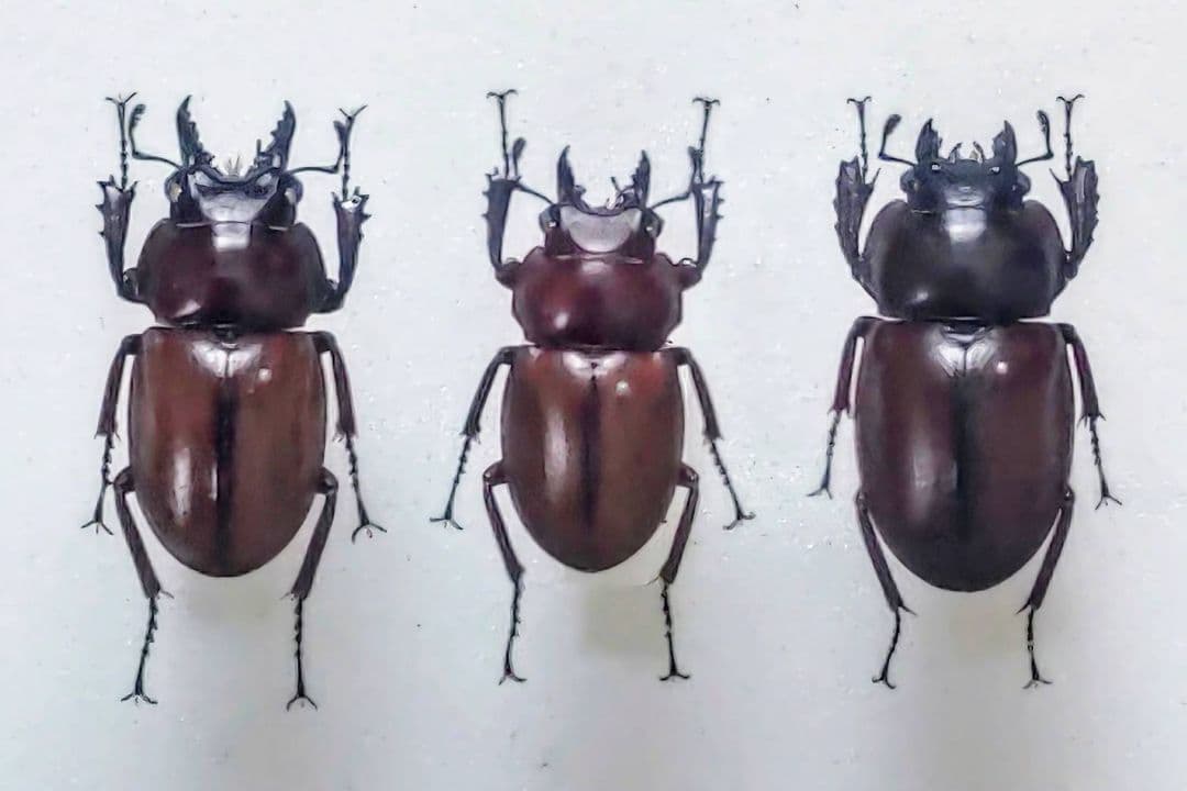 ルニフェルミヤマクワガタ野外品71mm