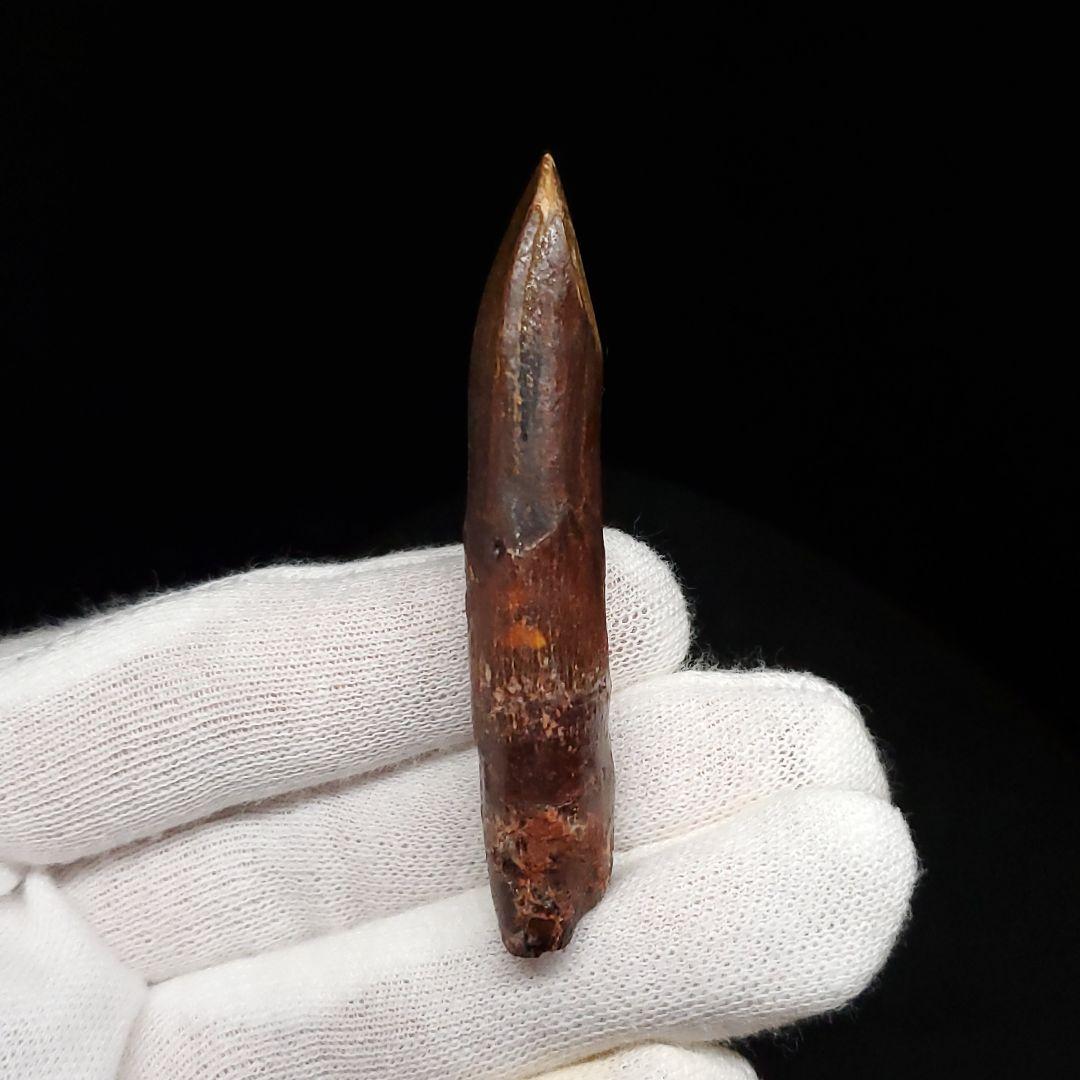 極上 レッバキサウルス 歯 化石 本物 モロッコ産 61.80mm  fr104