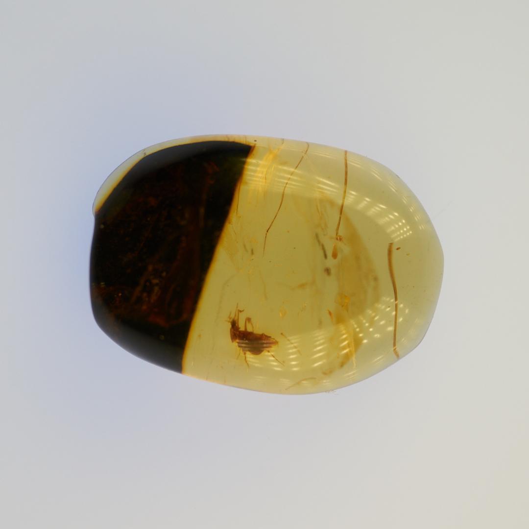 LA046 虫入り琥珀化石 ミャンマー カムティかタナイ産 9900万年前
