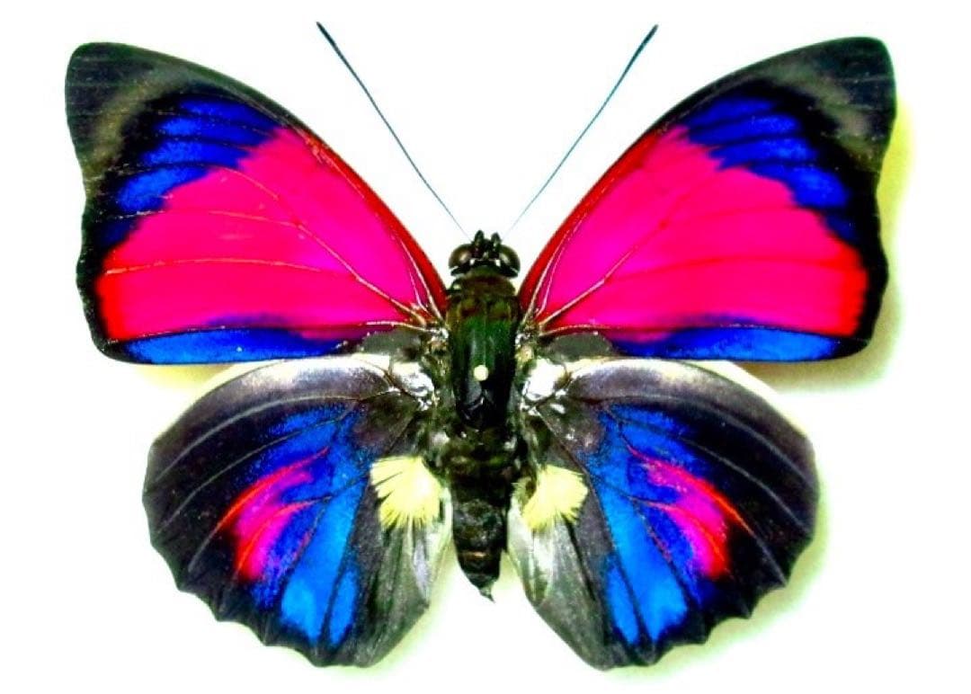 極珍型‼️アグリアス・クラウディナ・サルダナパルス 72.5mm 蝶標本