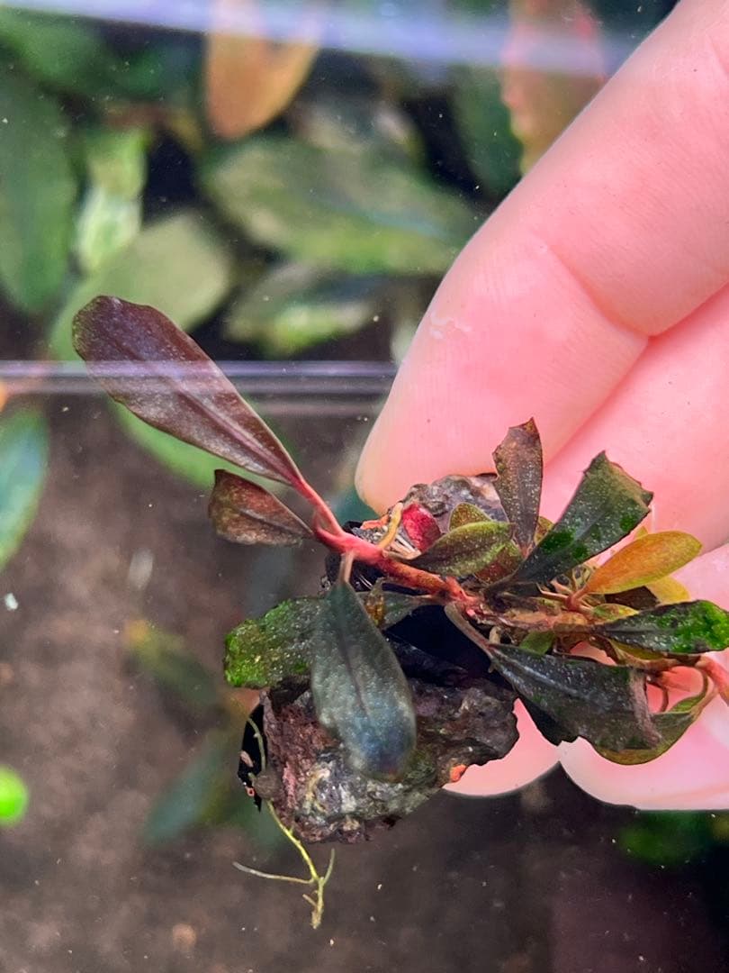 ブセファランドラspゴーストカリマンタン 3株 ブセファランドラspゴーストカリマンタン 3株 ブセファランドラsp