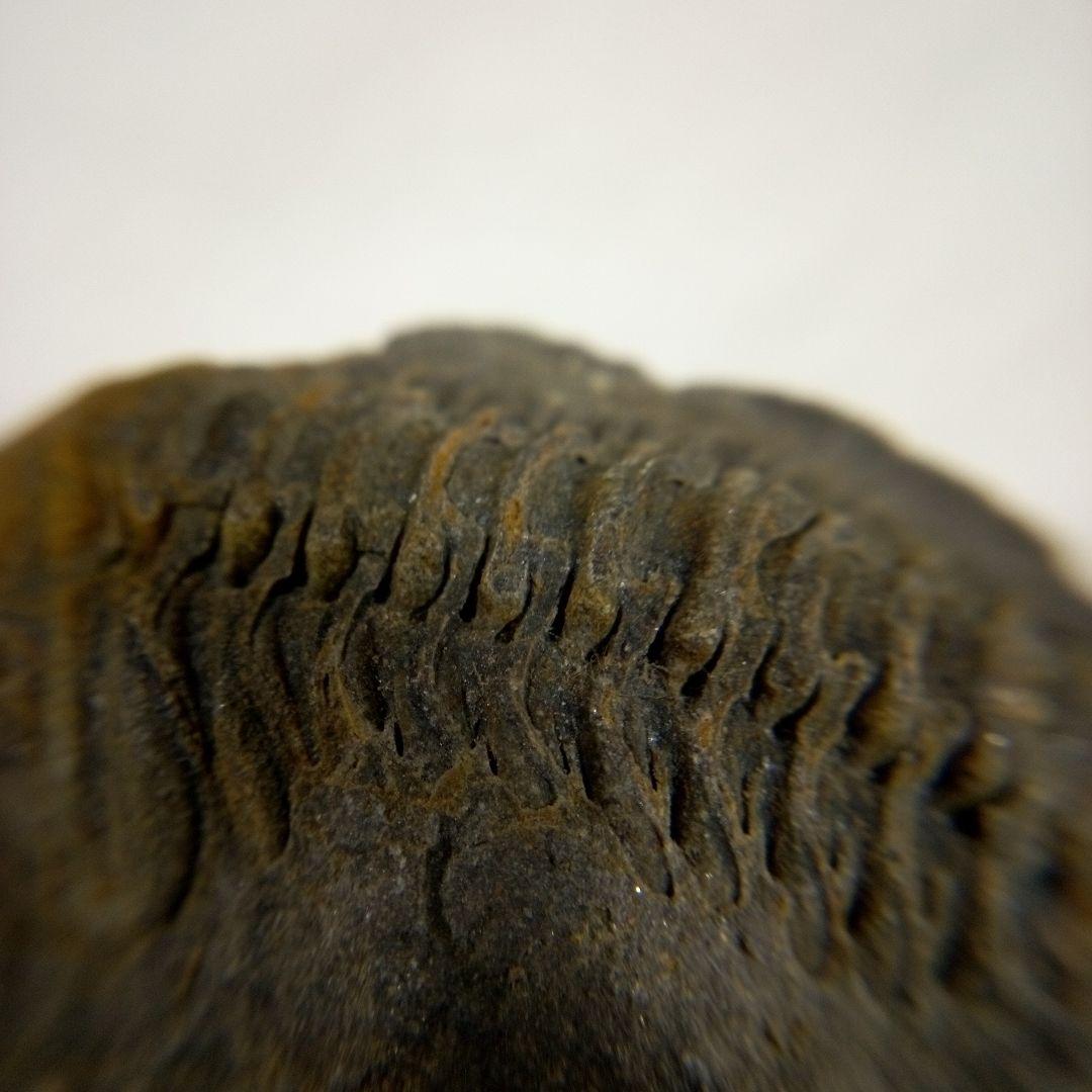 三葉虫 化石 三葉虫化石 究極のレトロ fossil ボリビア産 化石管理番号