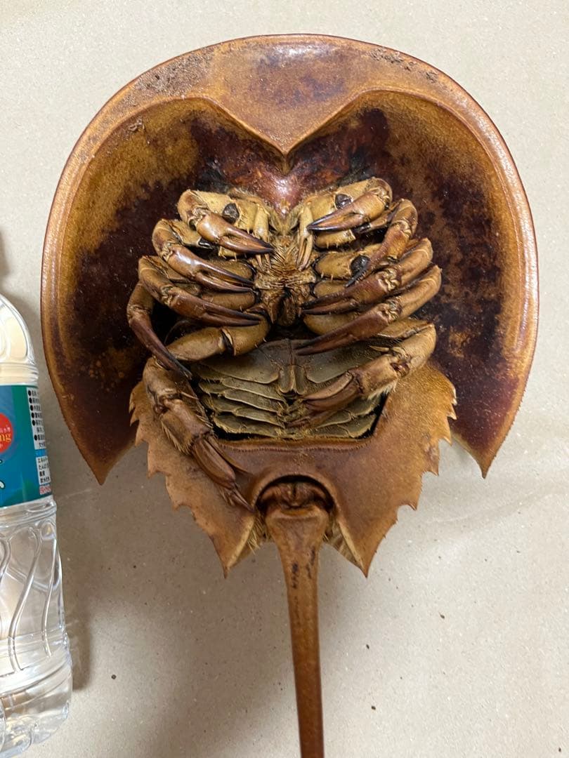 特大カブトガニ標本2体セット - メルカリ