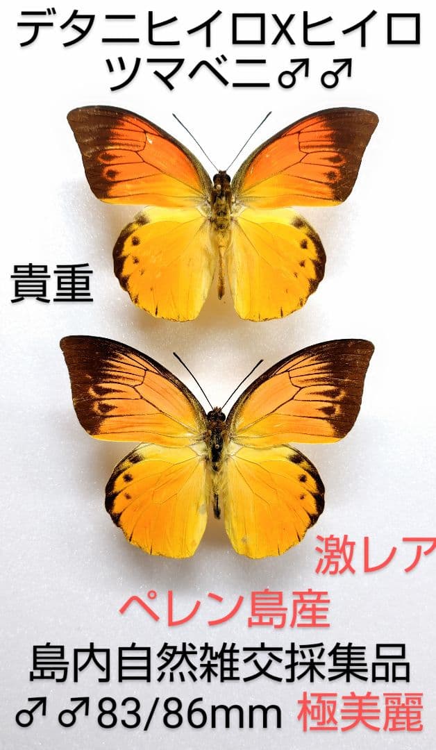 最美麗個体！】グリーン×レッドのルリオニカミキリ 標本 キンオニカミキリ