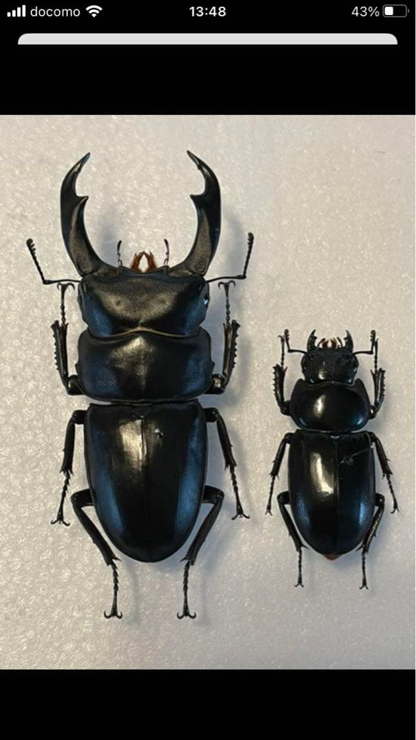 シェンクリングオオクワガタペア　標本 くわかぶプラネット / シェンクリングオオクワガタペア